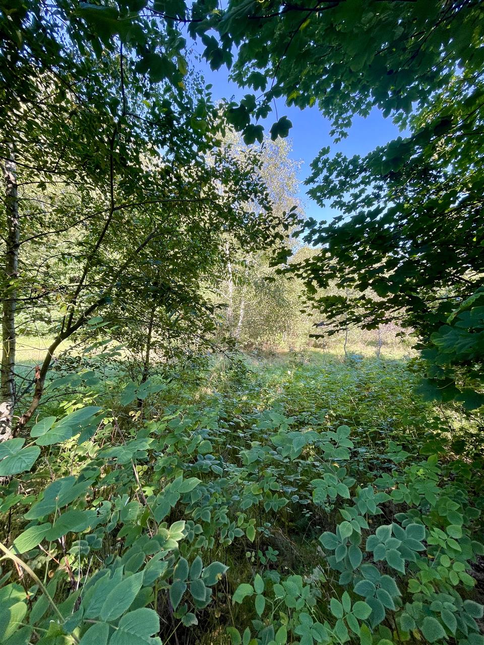 340 0 12295128 8 45 - Lista ofert