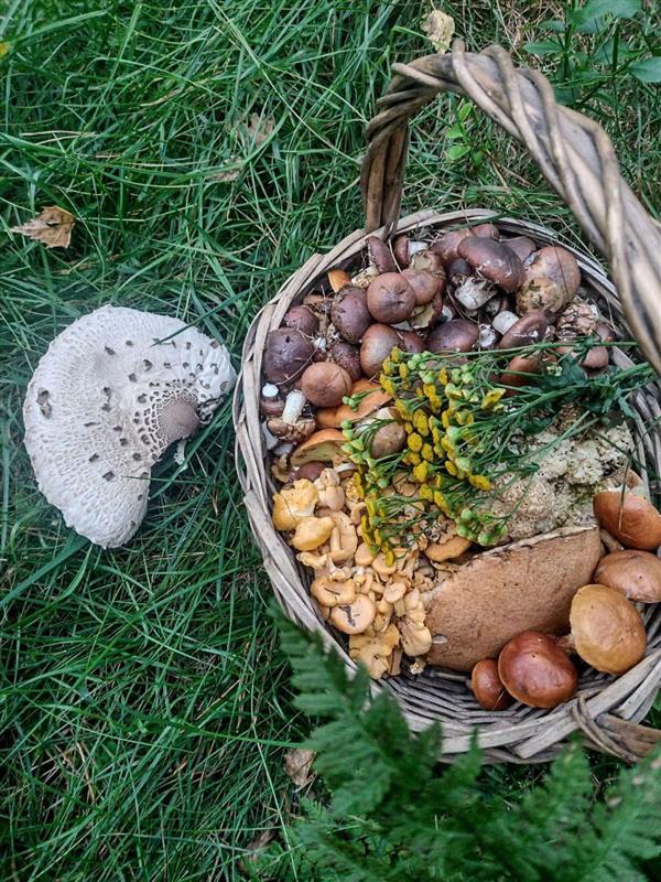 620 0 12190641 2 44 - Lista ofert